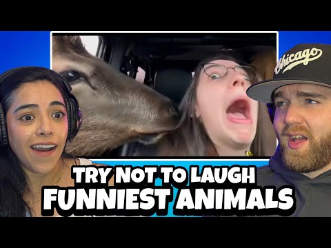 Video thumbnail: Funniest Animal Videos Ever (Part 3) | OH HELL NO! KEEP IT AWAY!! LOL (Reaction)