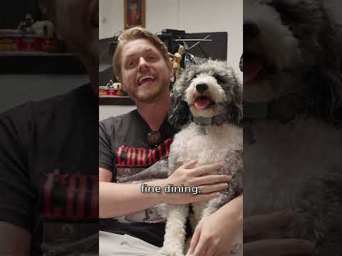 Video thumbnail: #Ad Meet Ollie and his doggie Meal plan.