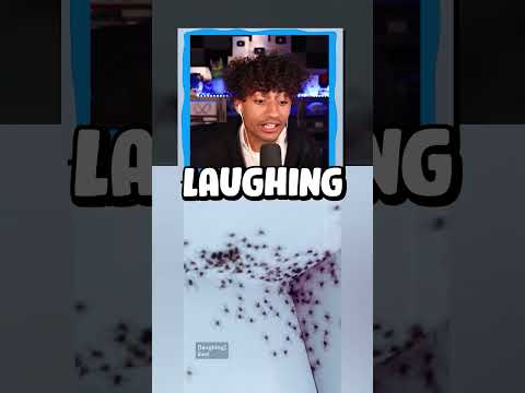 Video thumbnail: INSANE SCARY SPIDERS!!