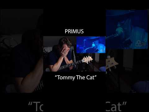 Video thumbnail: Tommy the cat #primus