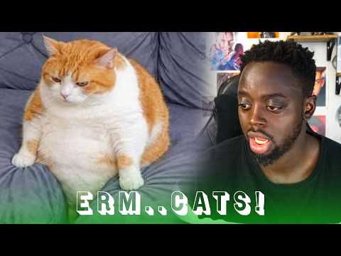 Video thumbnail: Impossible Not to Laugh 🤣😹 Funniest Cat Clips 2026 | REACTION
